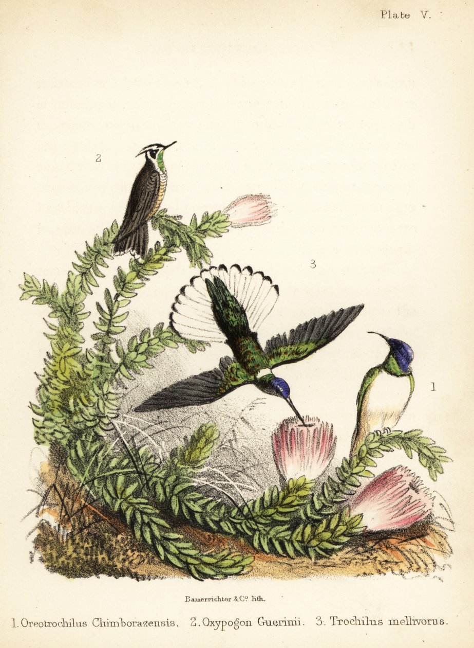 Espèces de colibris. 1855 (lithographie) - Bauerrichter