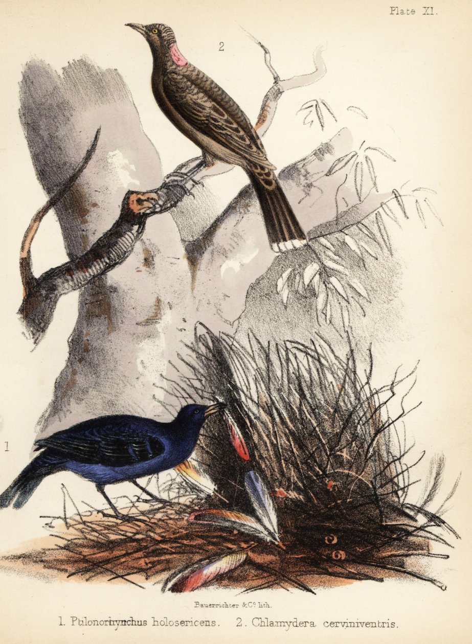Satin et oiseaux jardiniers à poitrine fauve. 1855 (lithographie) - Bauerrichter