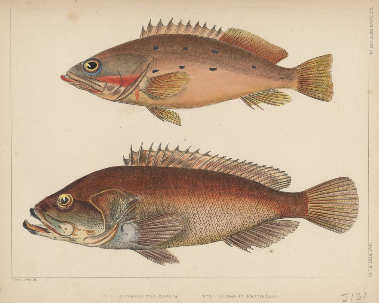 1. Serranus Tsirimenara, 2. Serranus Marginalis, 1855 - Bayard Taylor