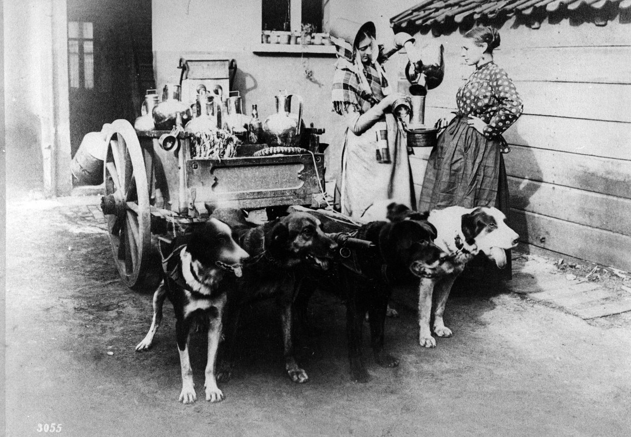 Un dogcart vendant du lait à Bruxelles, vers 1890 - Belgian Photographer