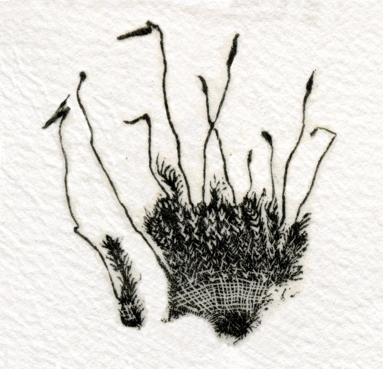 Mousse en bourgeon, 2014 - Bella Larsson