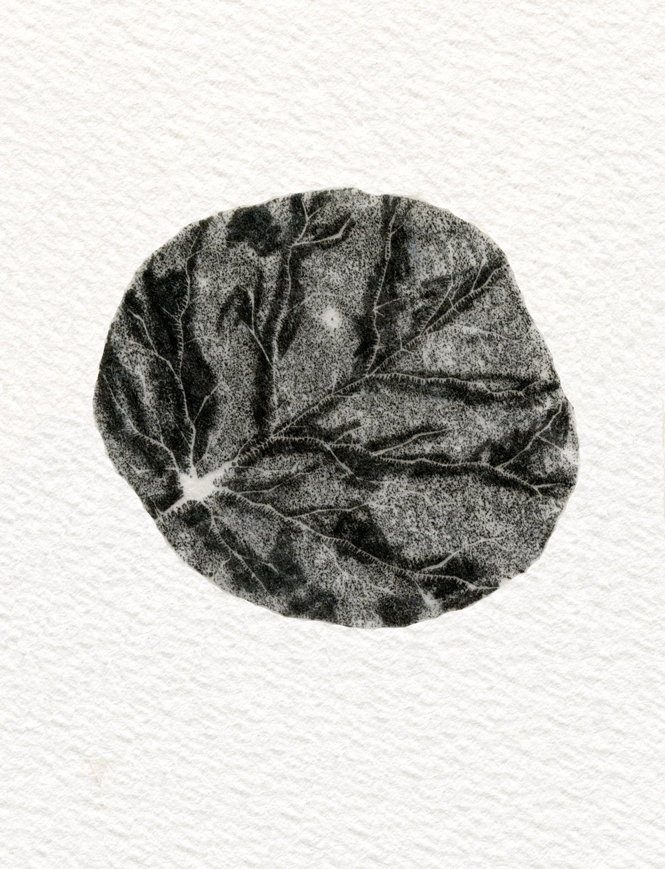 Feuille, 2014 - Bella Larsson