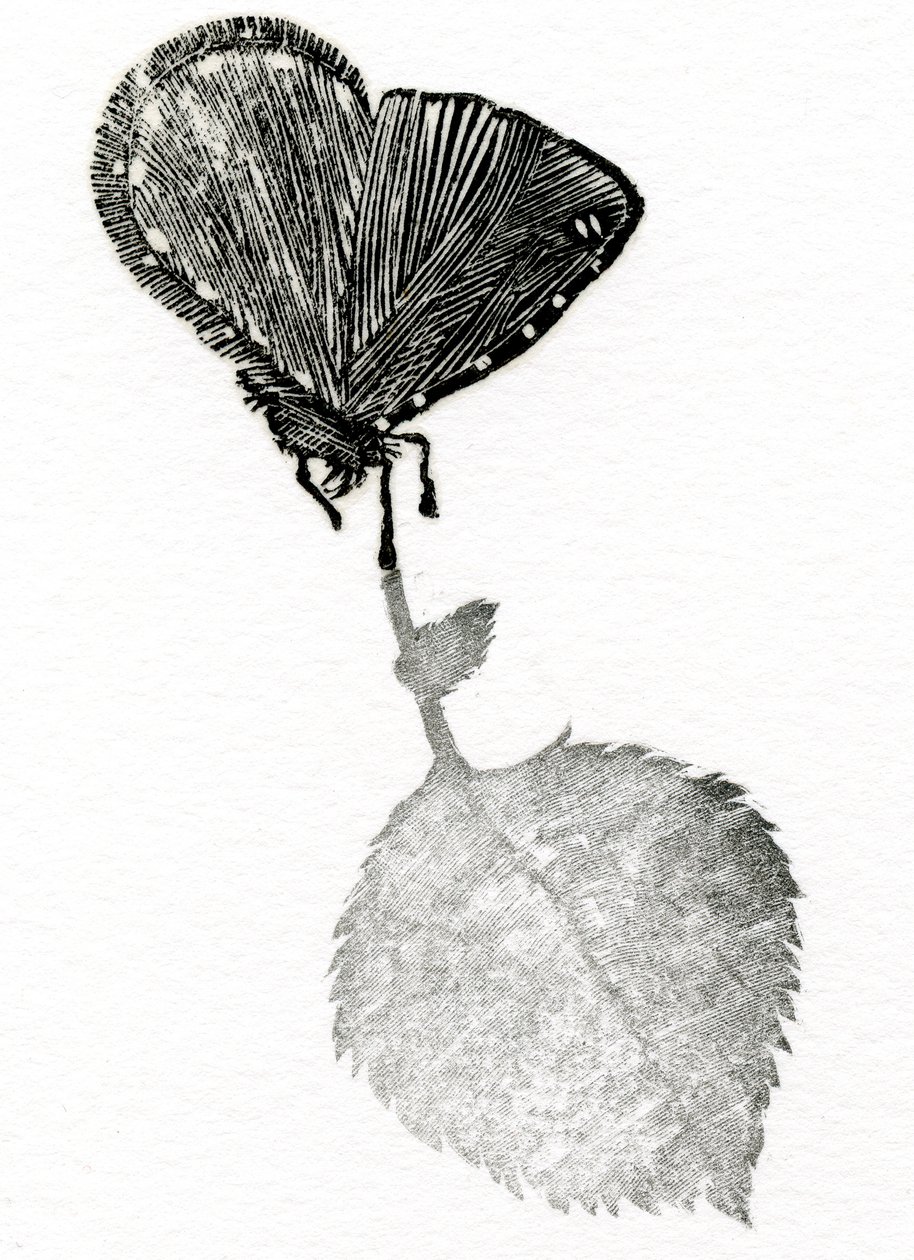Suspense - Bella Larsson