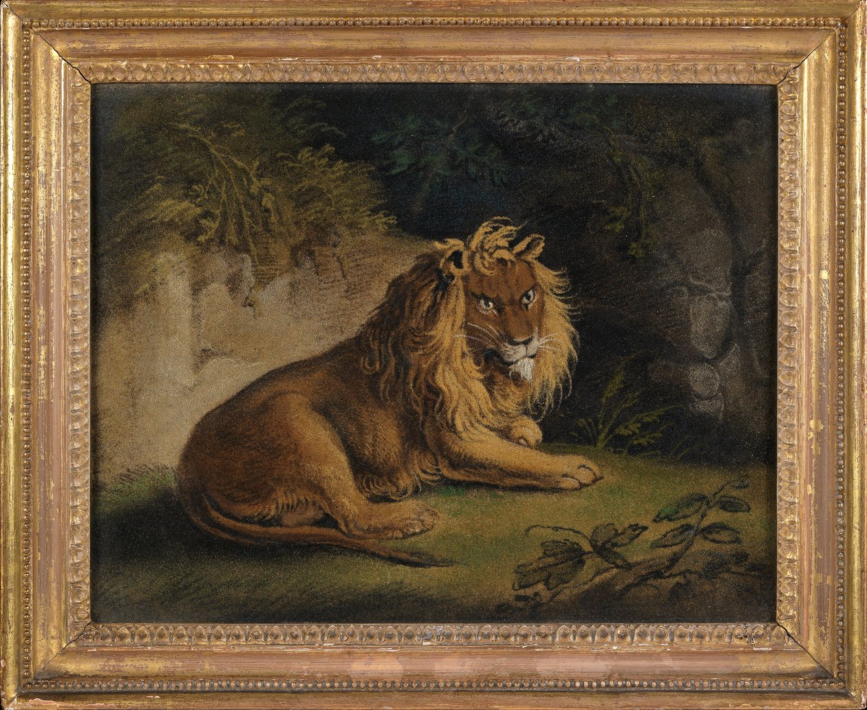 Un lion dans un paysage de jungle - Benjamin Zobel