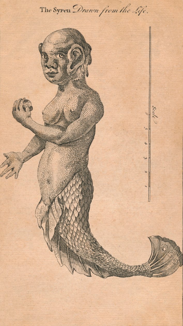 La sirène dessinée d