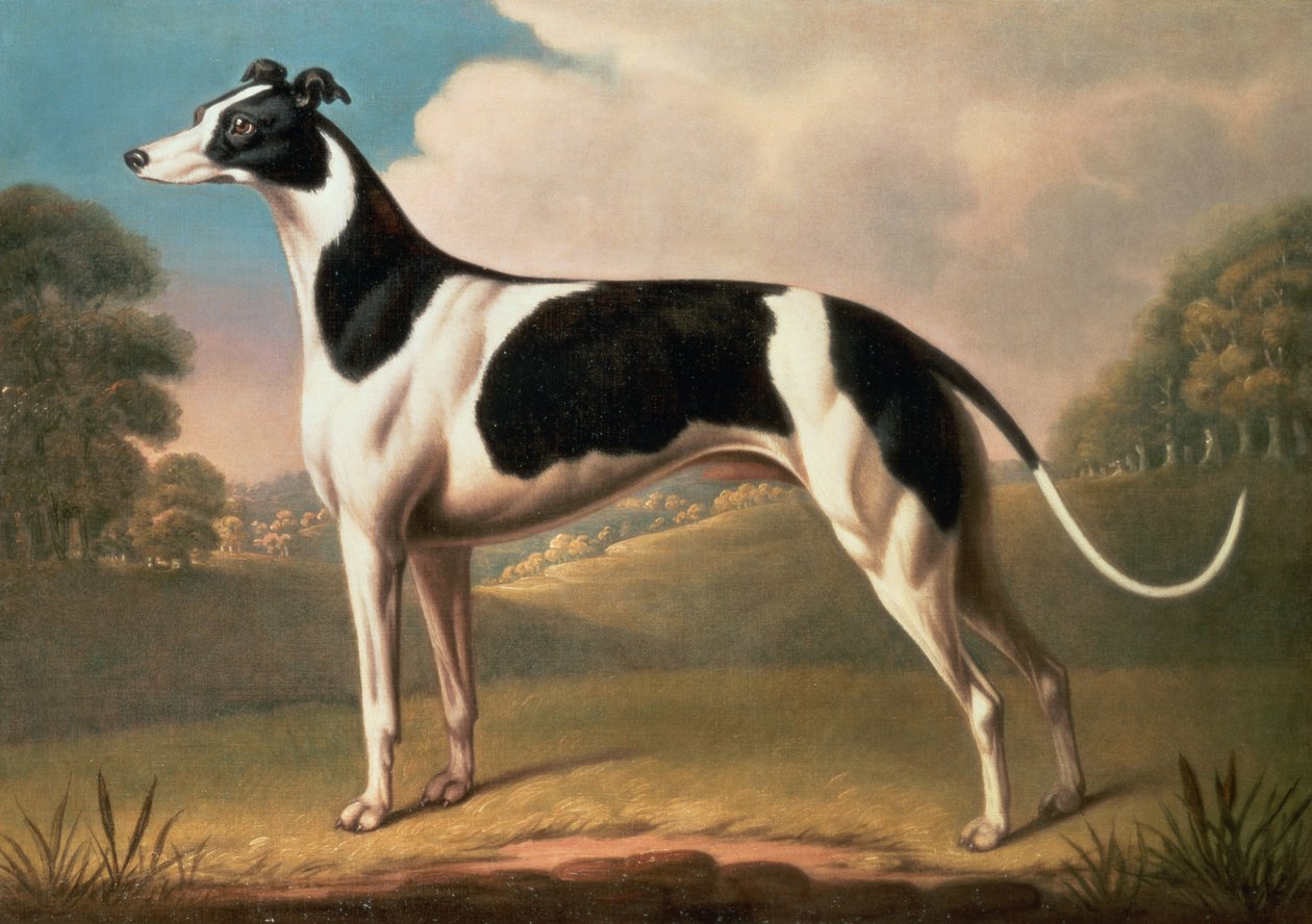 Lévrier - Benjamin Killingbeck