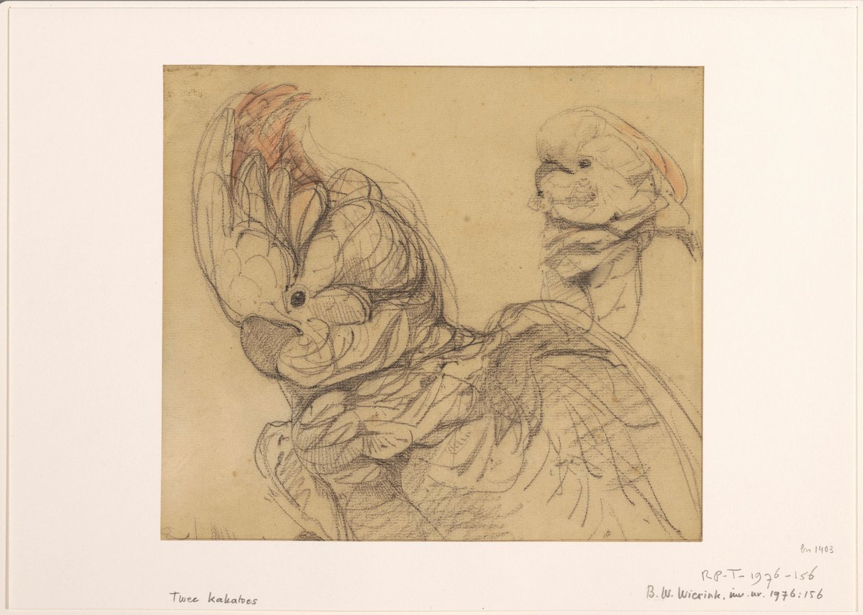 Deux cacatoès, à mi-corps - Bernard Willem Wierink