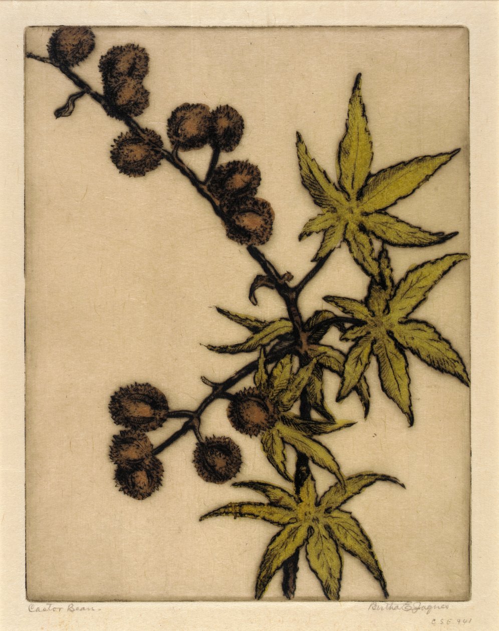 Graine de ricin - Bertha E. Jaques