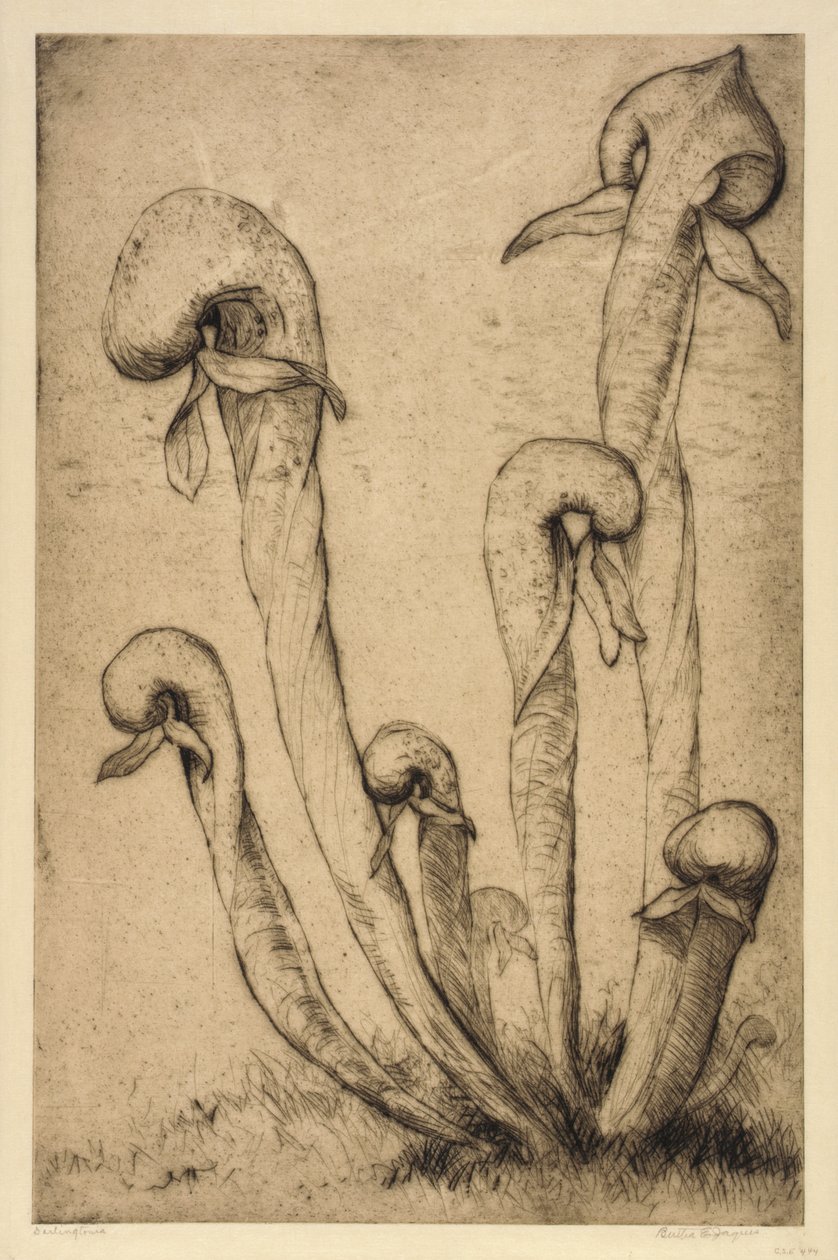 Darlingtonia - Bertha E. Jaques