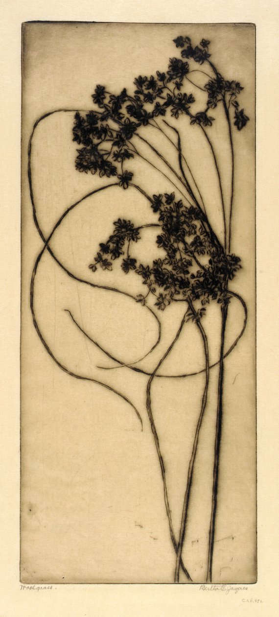 Herbe à poux - Bertha E. Jaques