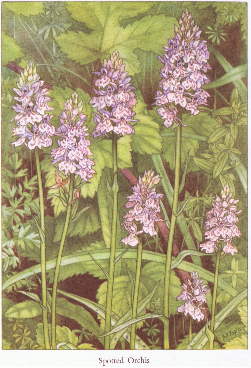 Orchis tacheté, 1951 - Bessie D. Inglis