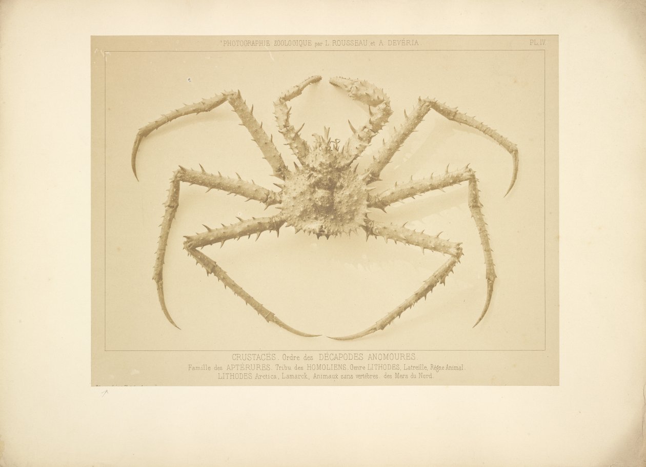 [Crabe] - Bisson Frères
