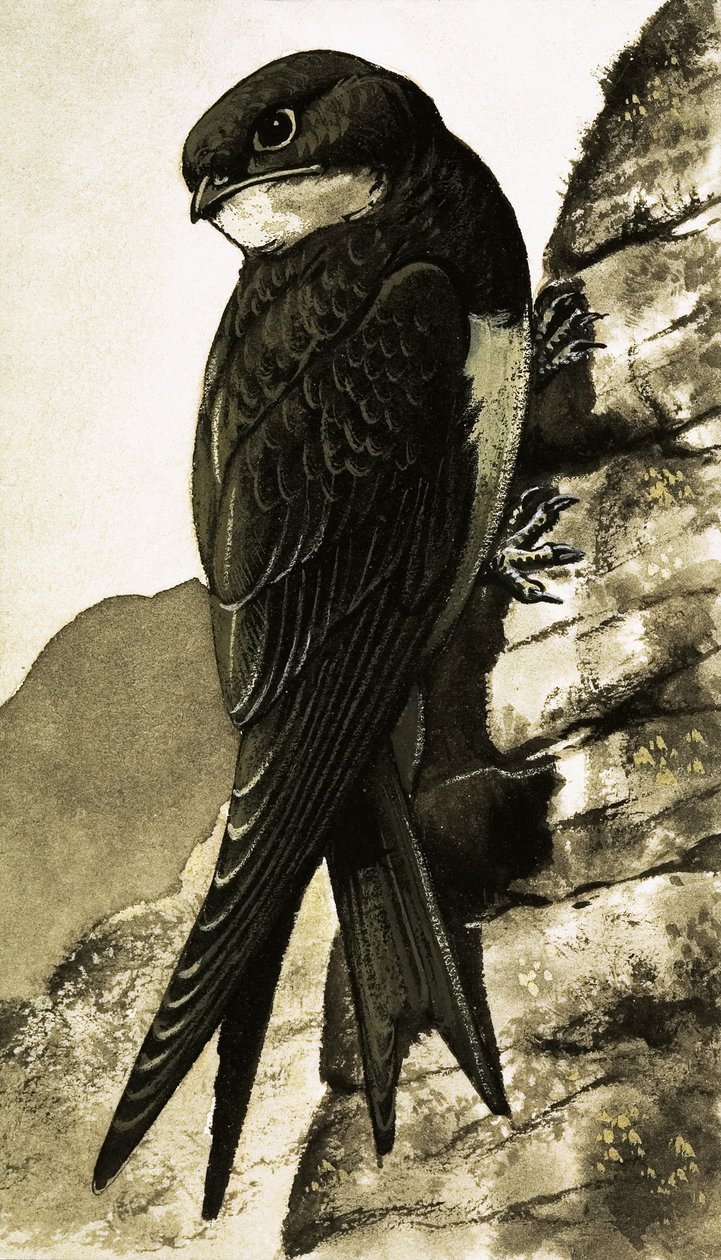 Le martinet - Bob Hersey