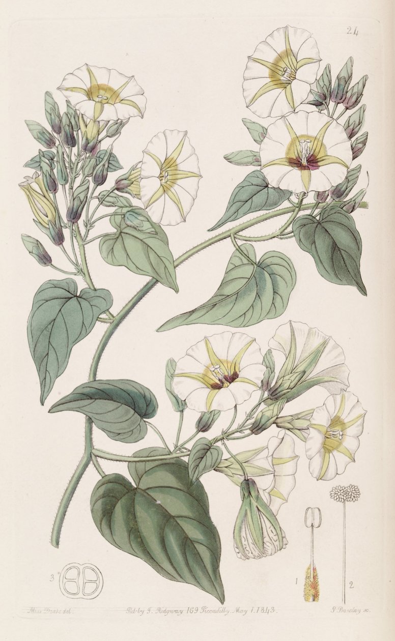 Merremia umbellata - Botanical Register