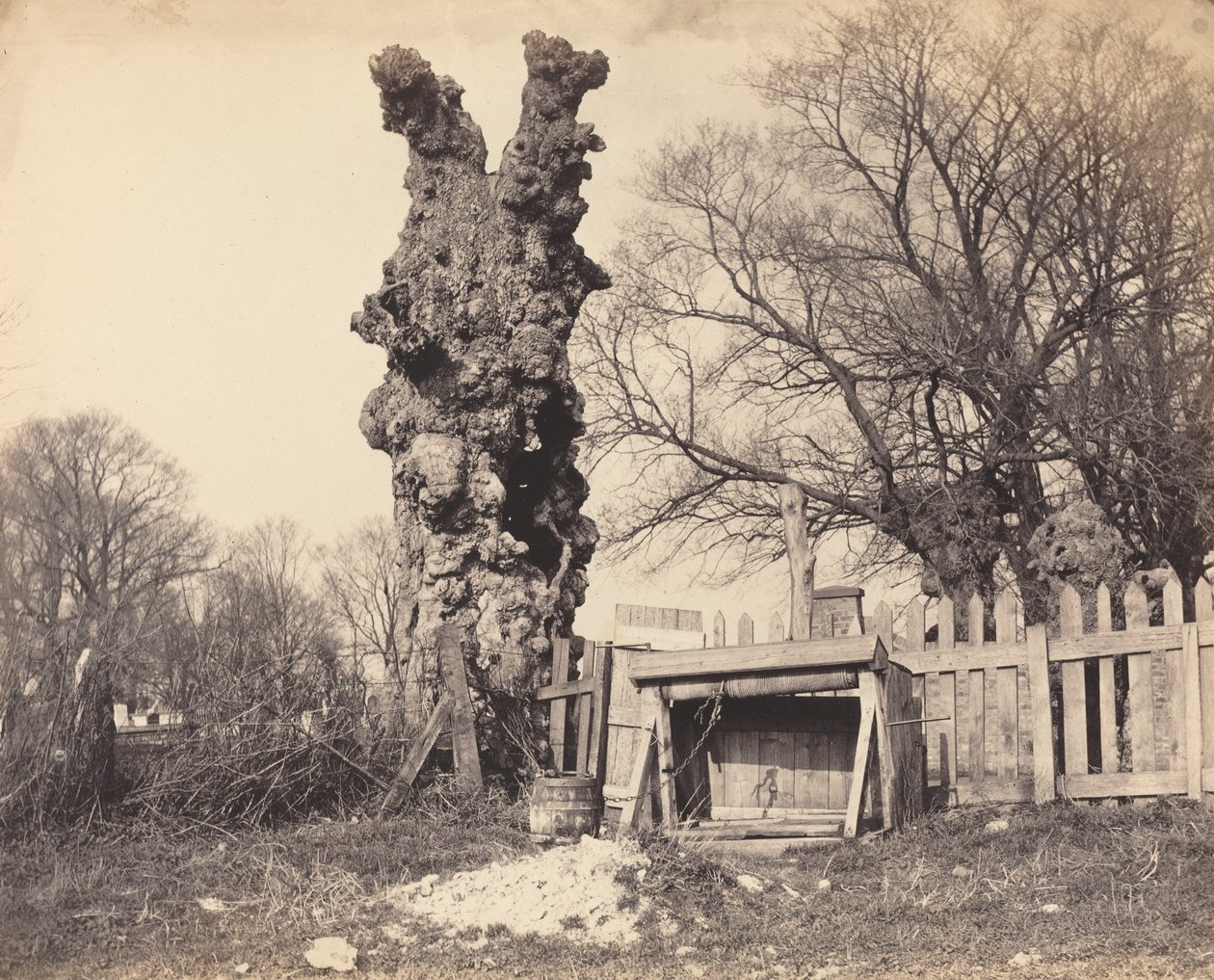 Vieil arbre près de Chatham - British 19th Century