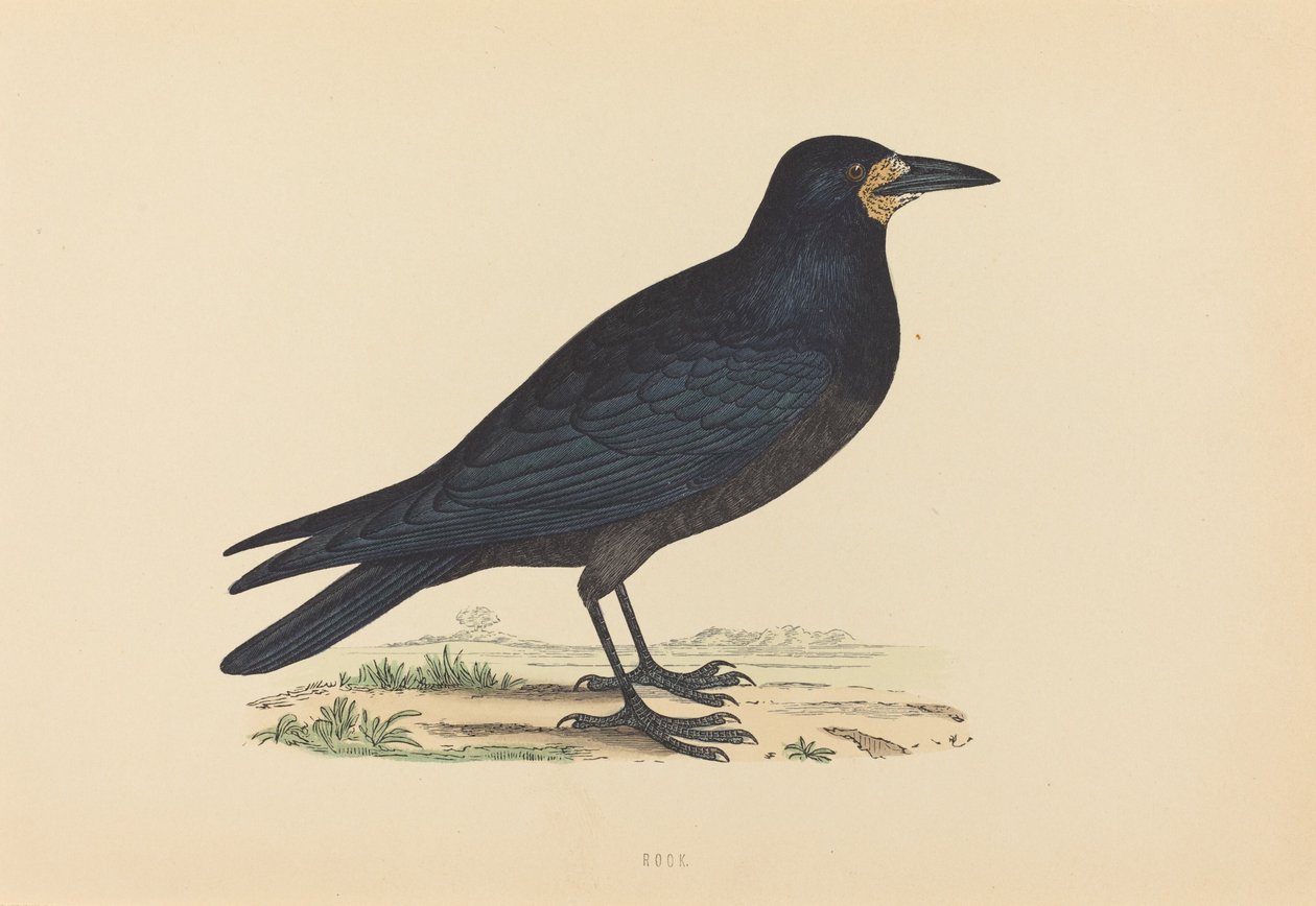 Corbeau - British 19th Century