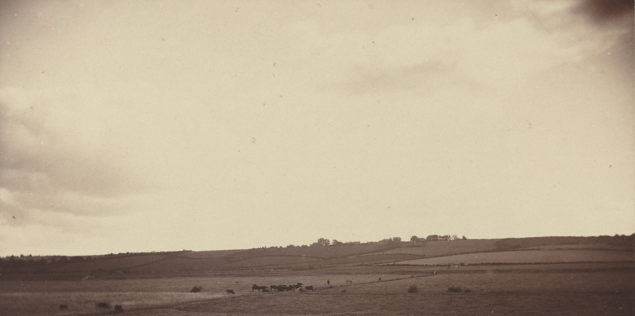 Vue de champs avec des vaches, années 1850-1860 (photo) - British Photographer