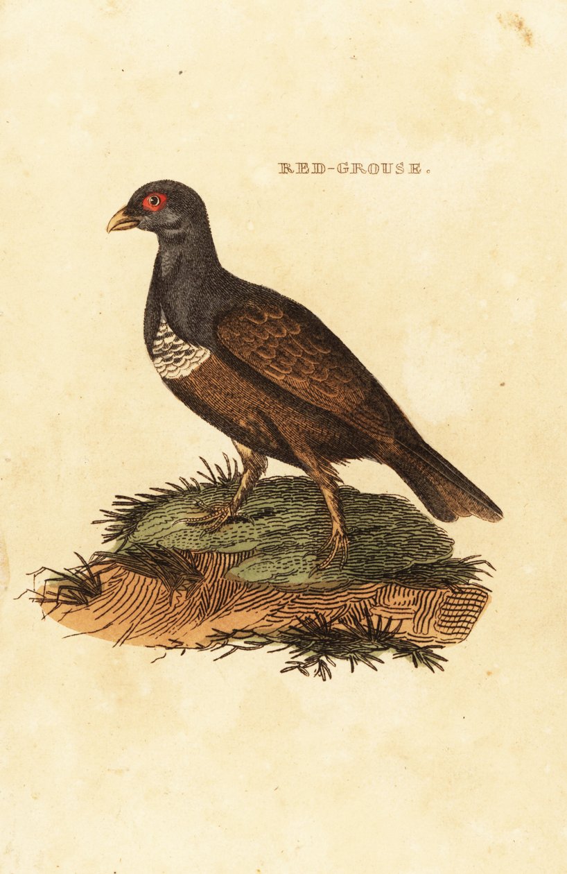 Lagopède rouge, Lagopus lagopus scotica - British School
