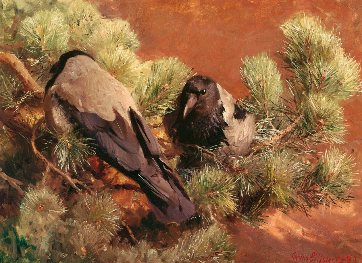 Corneilles à capuchon - Bruno Andreas Liljefors