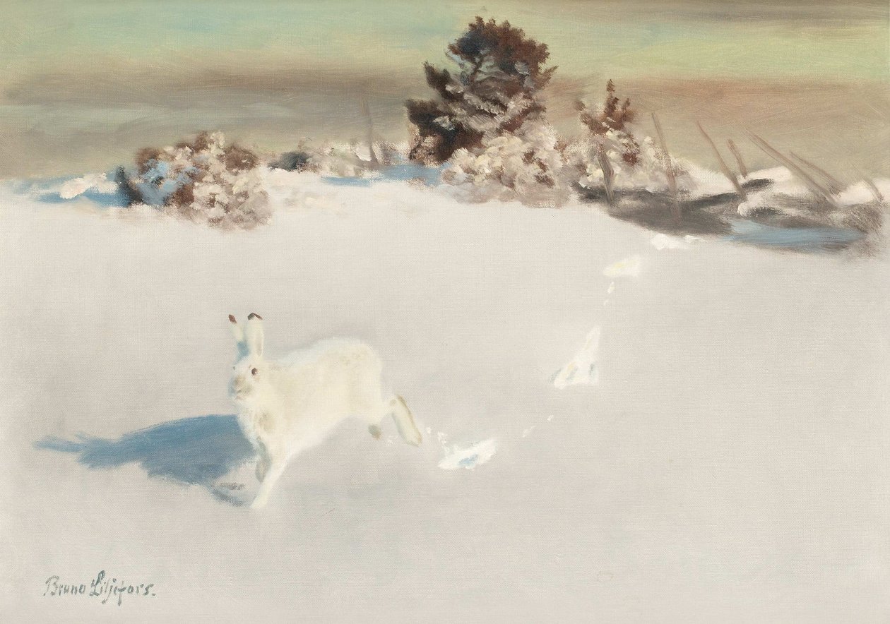 Lièvre d