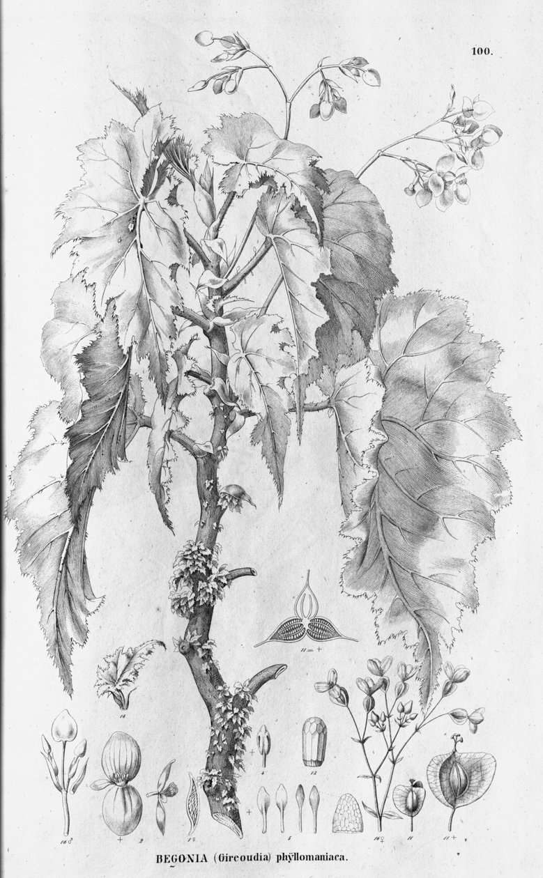 Bégonia × phyllomaniaca - C.F.P.von Martius and auct. suc.