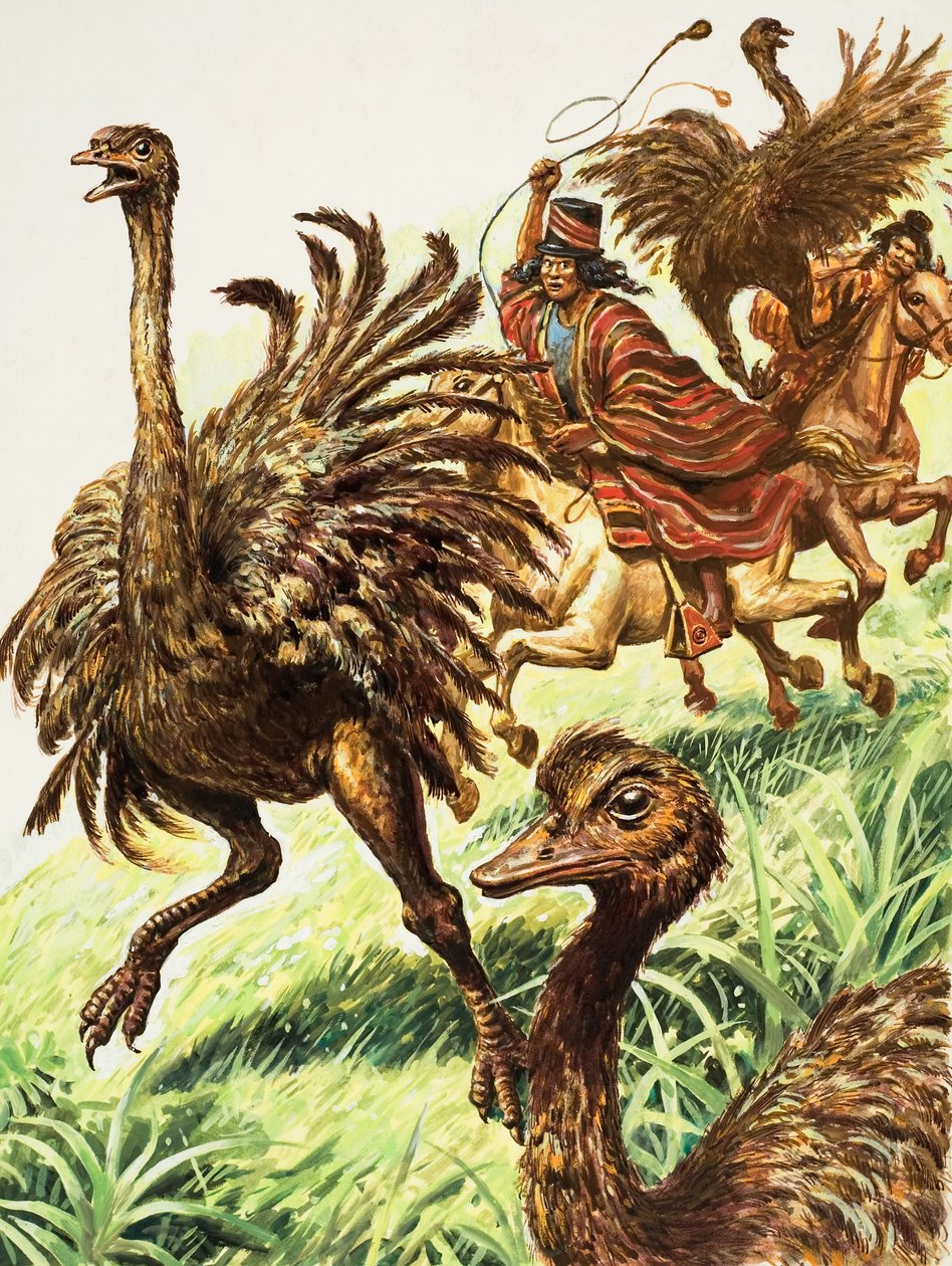 Rheas (gouache sur papier) - C.L. Doughty
