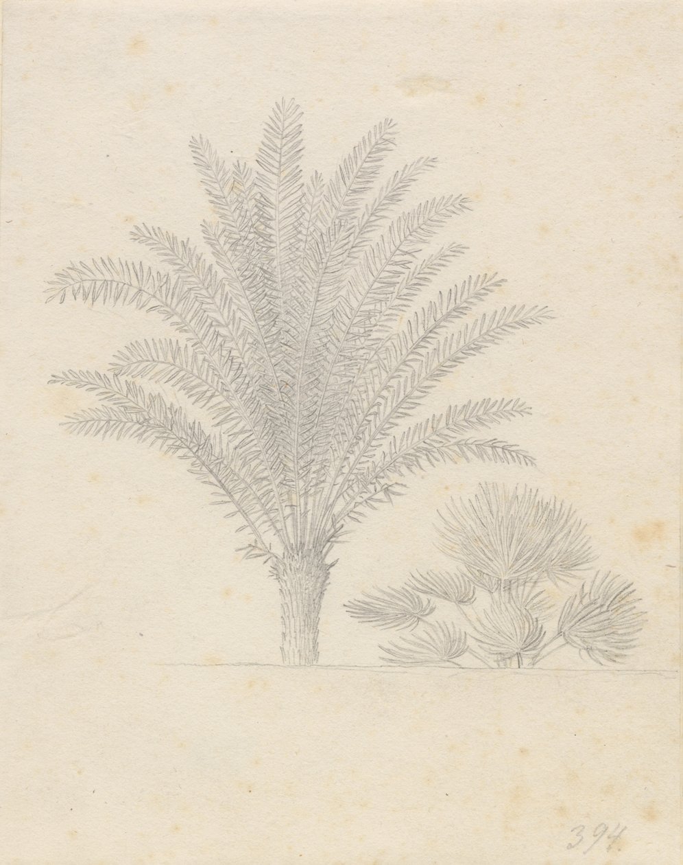 Palmier et groupe de feuilles - Christoffer Wilhelm Eckersberg