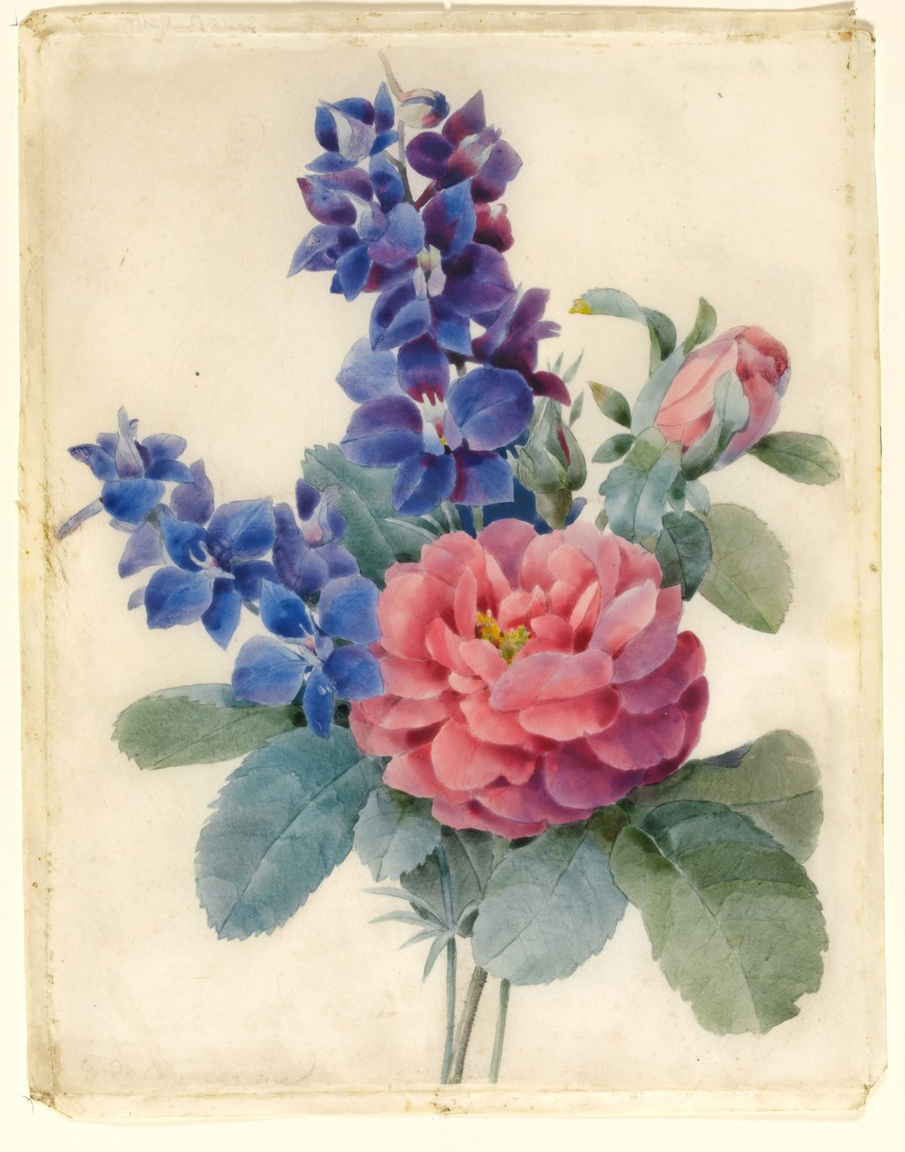 Fleurs, roses et delphiniums - Camile de Chanteraine