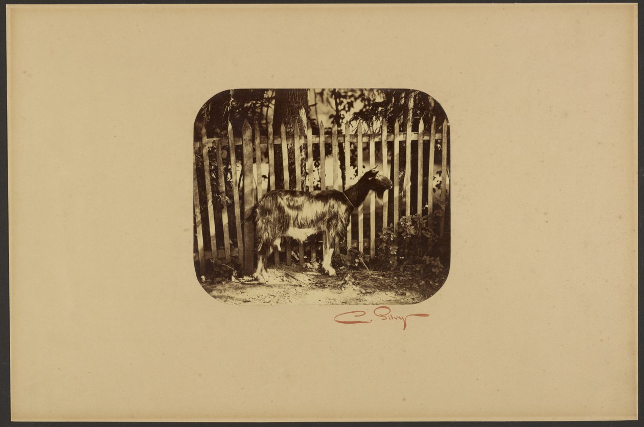 [Chèvre] - Camille Silvy