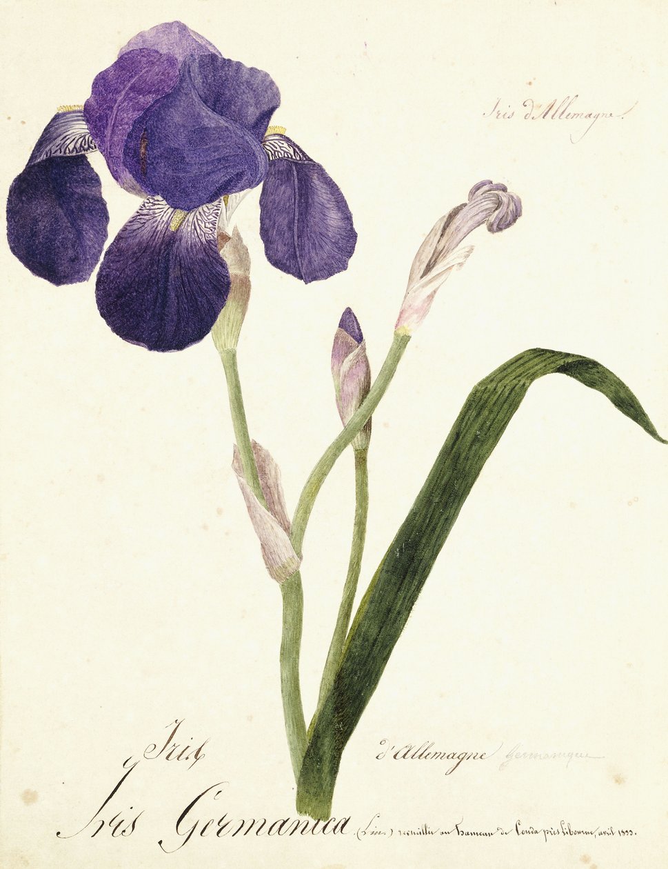 Iris germanique - Capitaine Pelletier