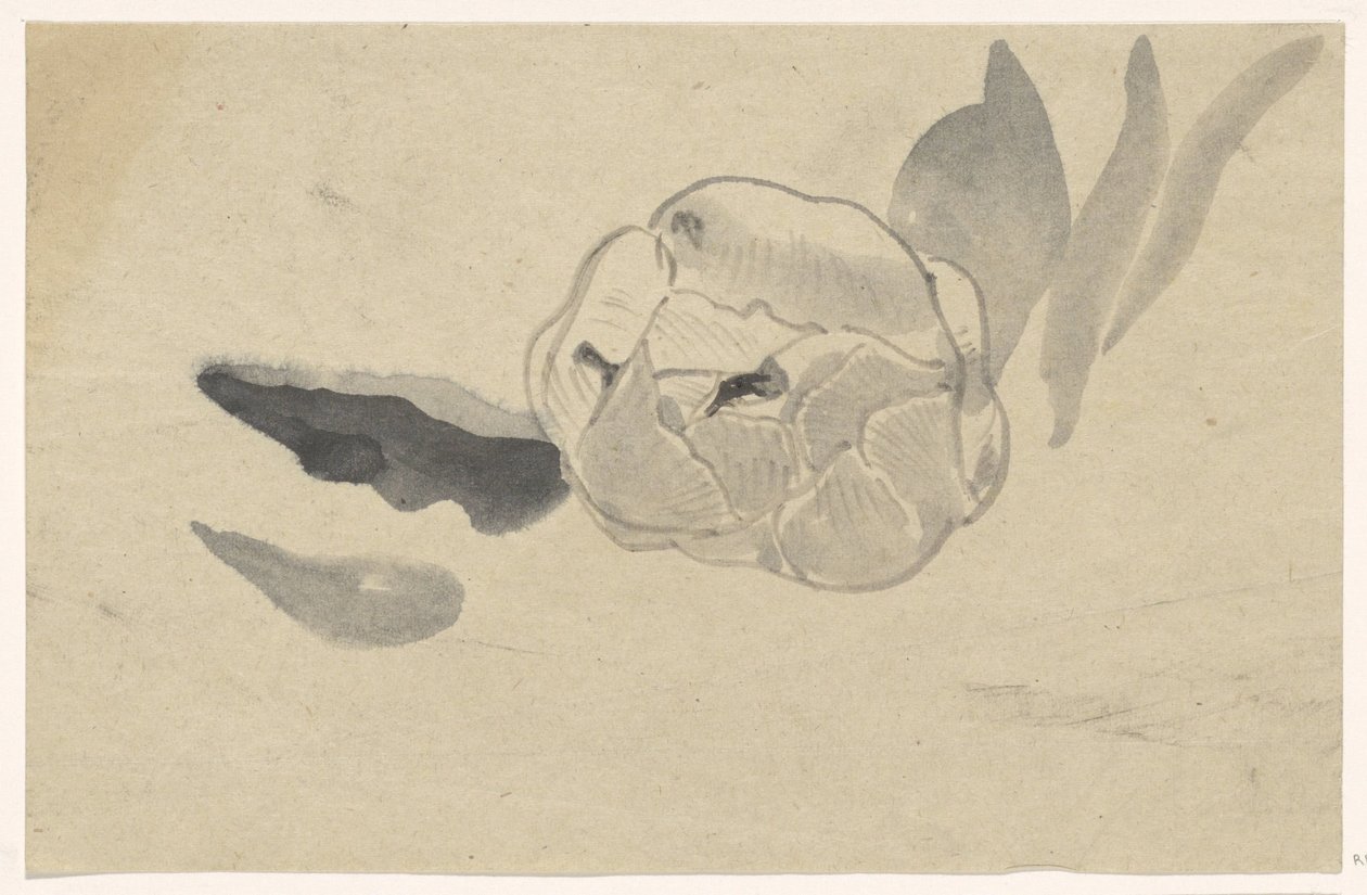 Étude de fleurs - Carel Adolph Lion Cachet