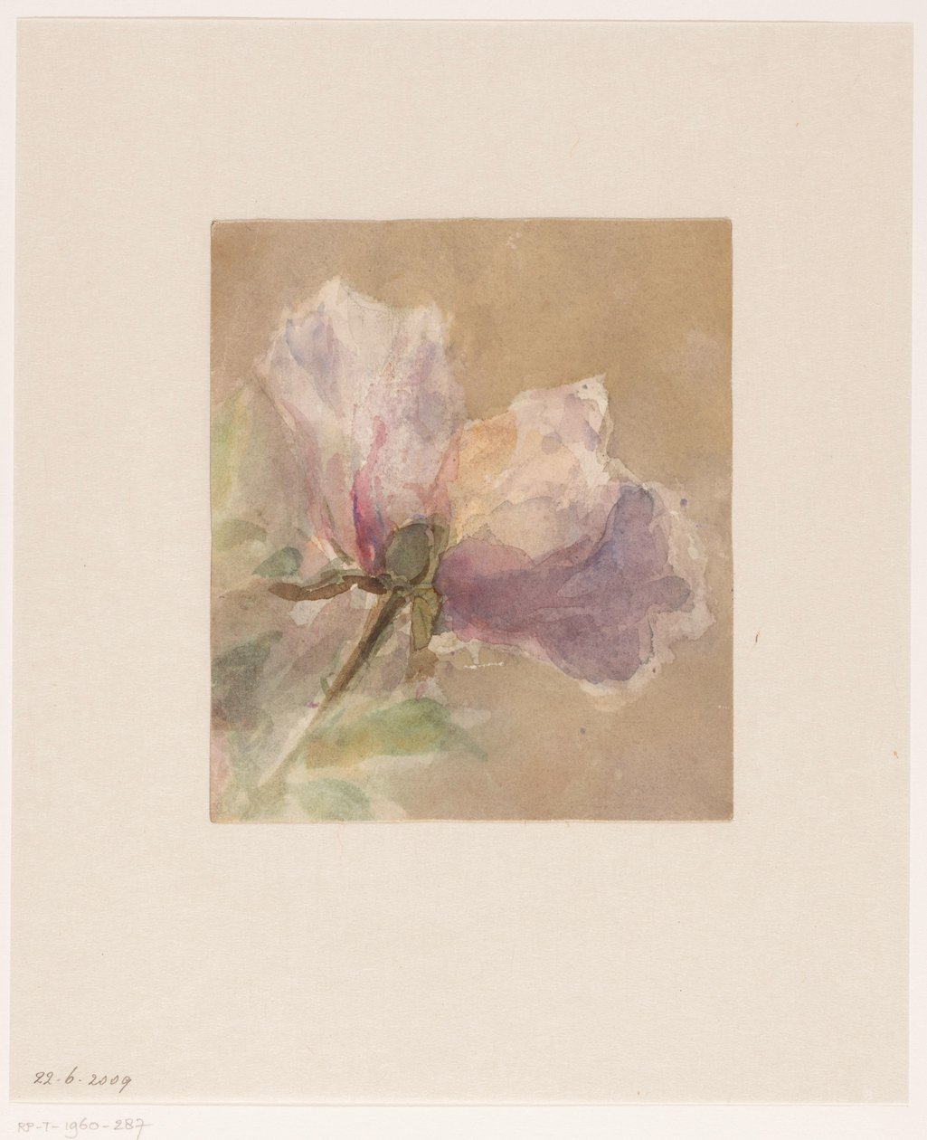 Rose fanée - Carel Nicolaas Storm van 