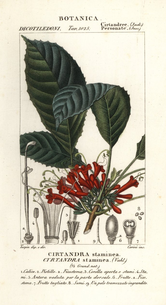 Cyrtandra staminea - Carini Carini