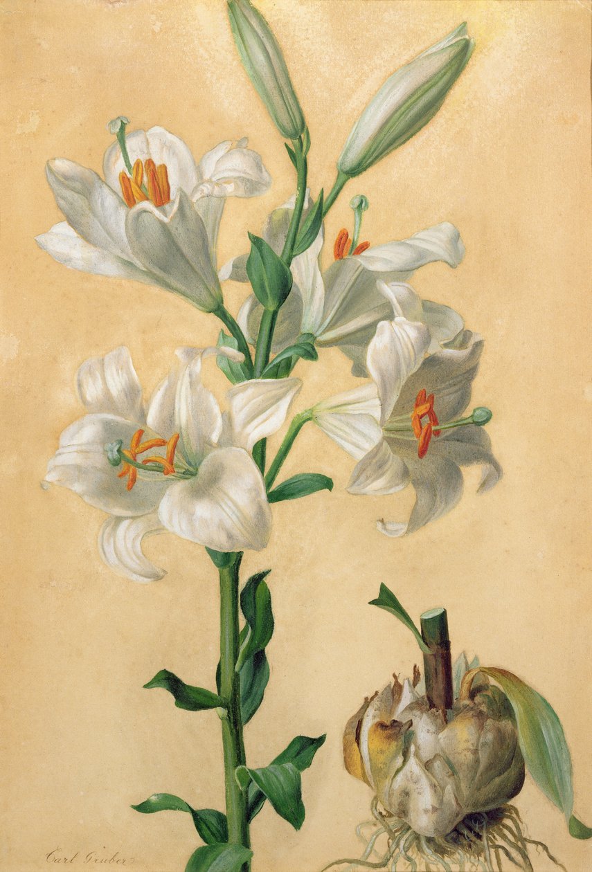 Lys blanc (Amaryllis Candidum) - Carl Franz Gruber