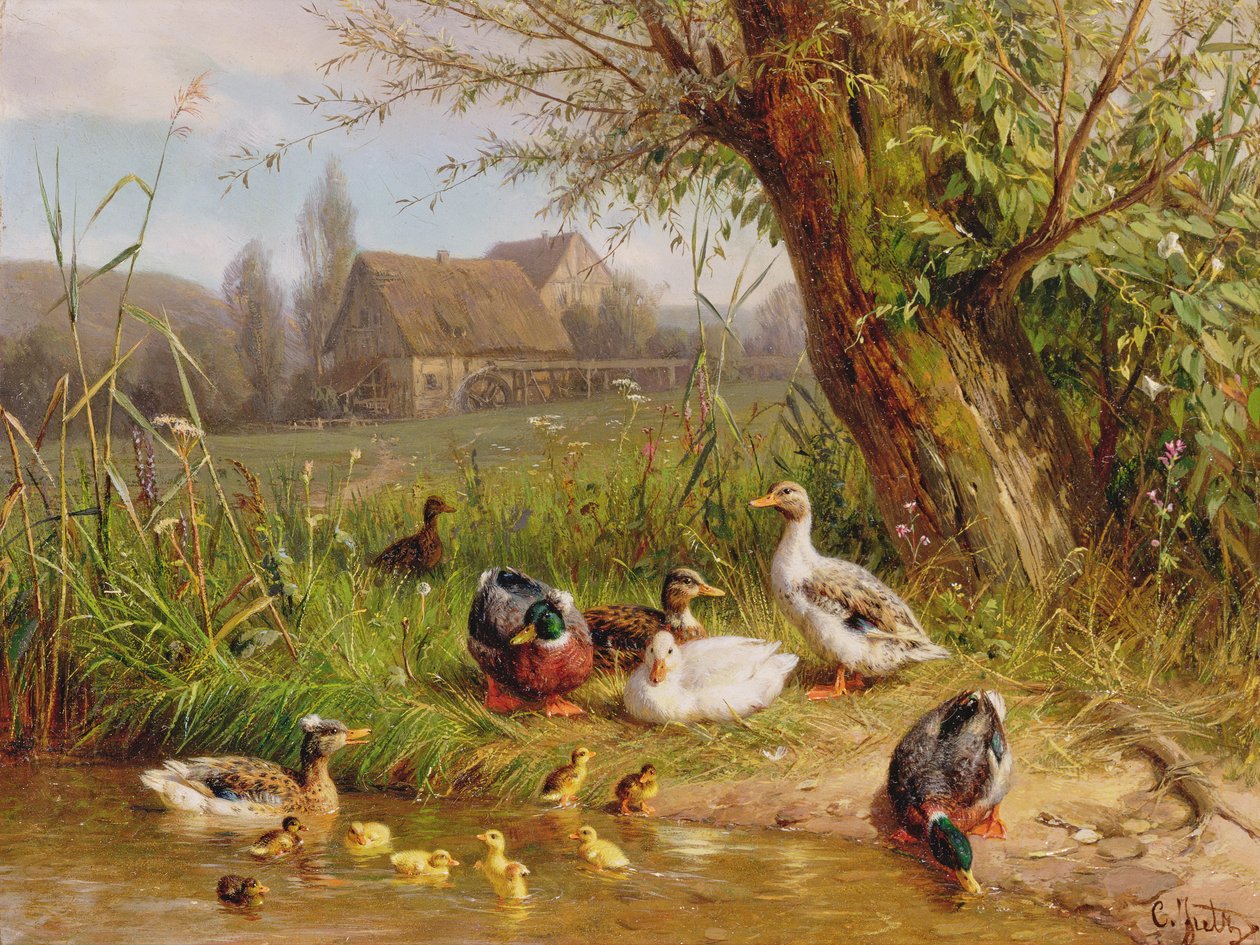 Canards colverts avec leurs canetons - Carl Jutz