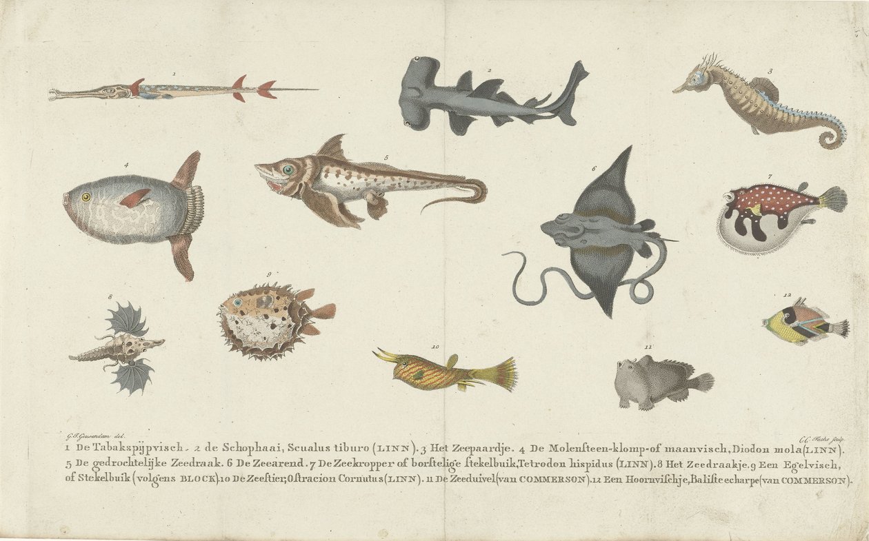 Douze espèces de poissons différentes - Carl Cristiaan Fuchs