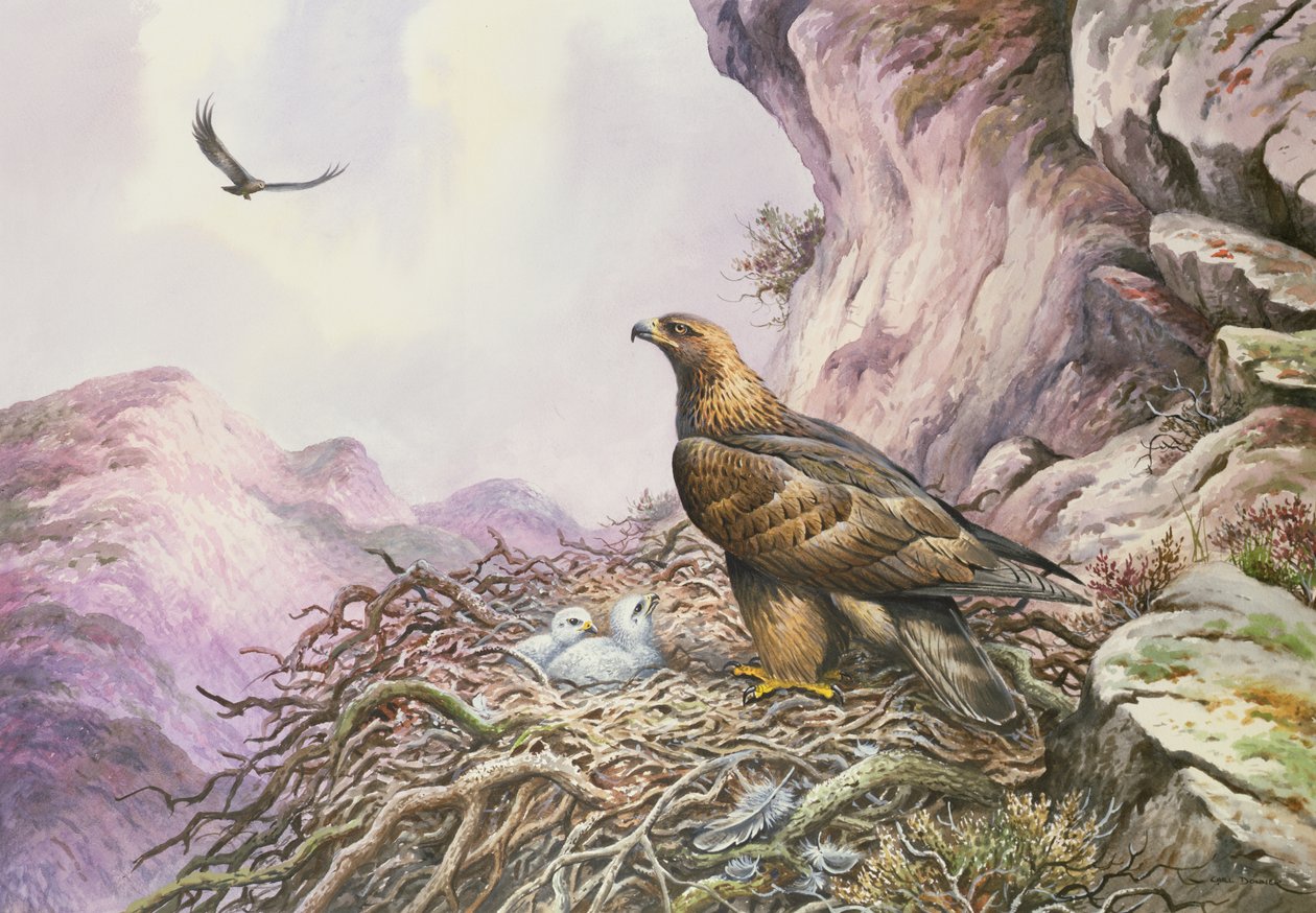 Aigles royaux à leur aire - Carl Donner