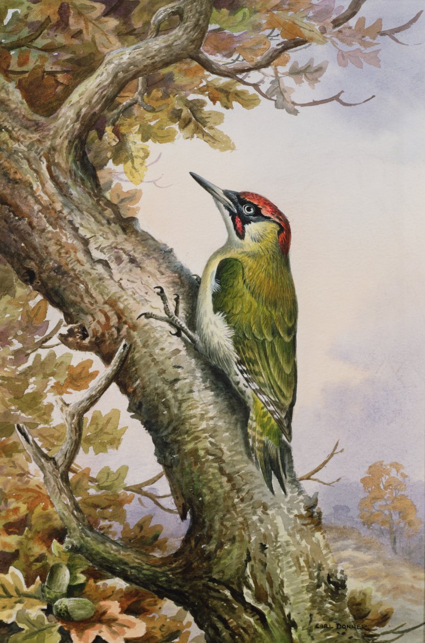Pic vert - Carl Donner