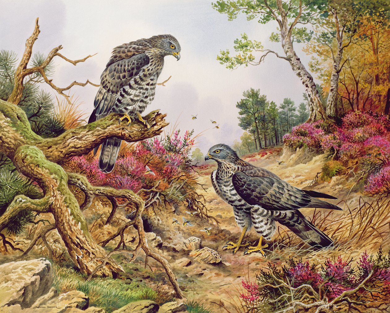 Bondrées apivores - Carl Donner