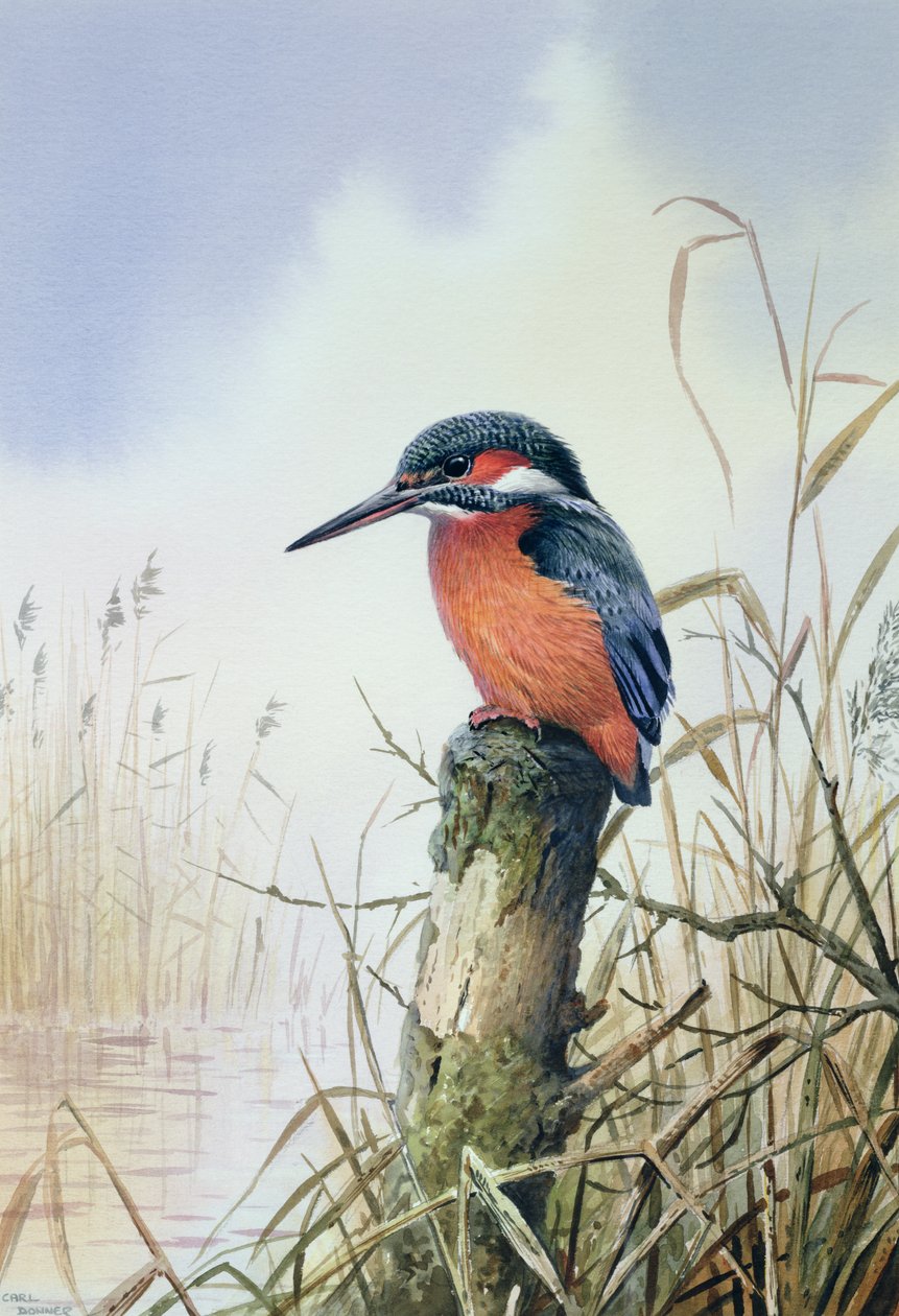 Martin-pêcheur - Carl Donner