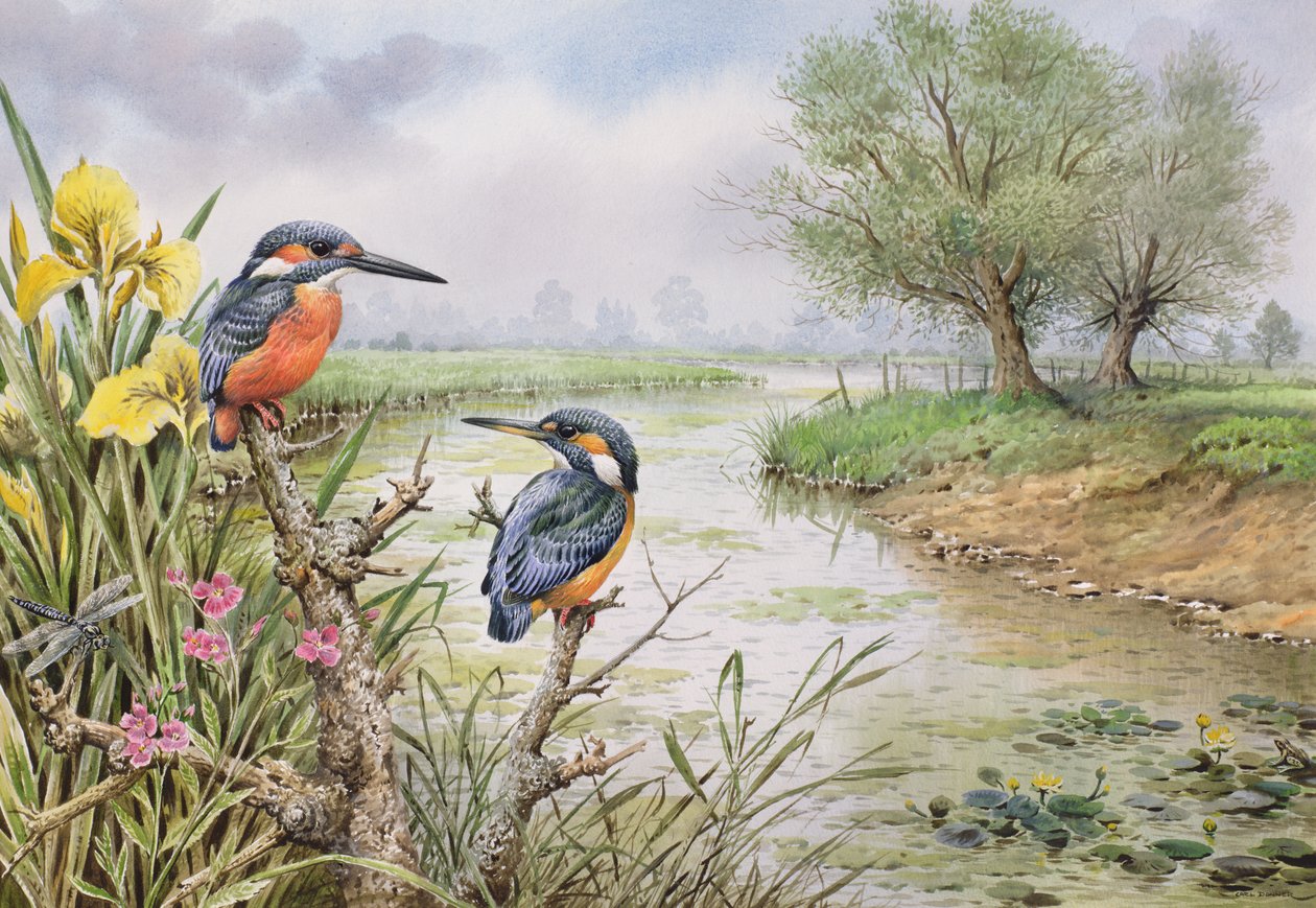 Martin-pêcheurs sur la rive - Carl Donner