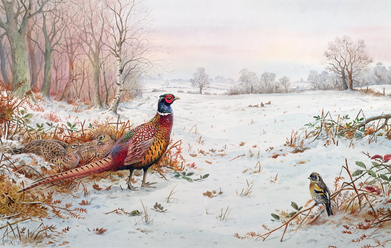 Faisan et bruant des neiges - Carl Donner