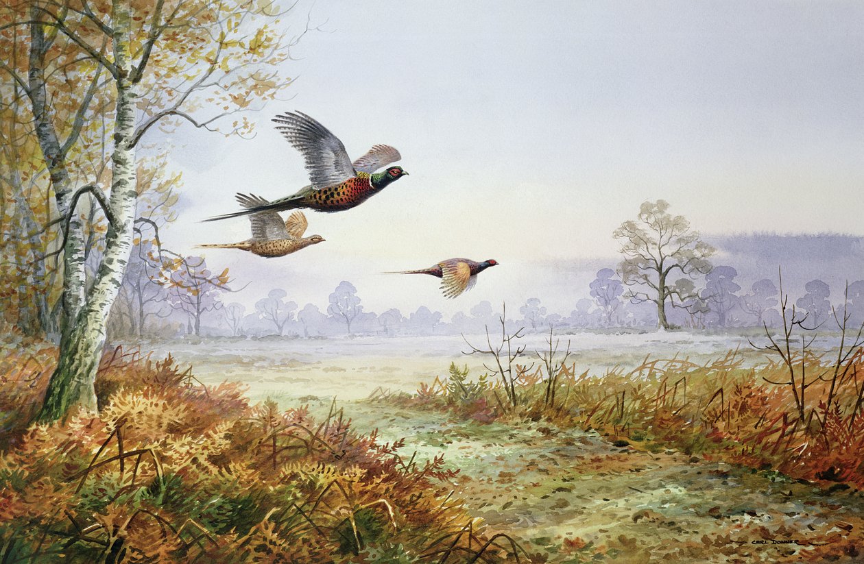 Faisans en vol - Carl Donner