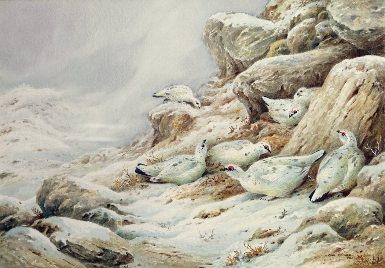 Lagopède dans un paysage enneigé - Carl Donner