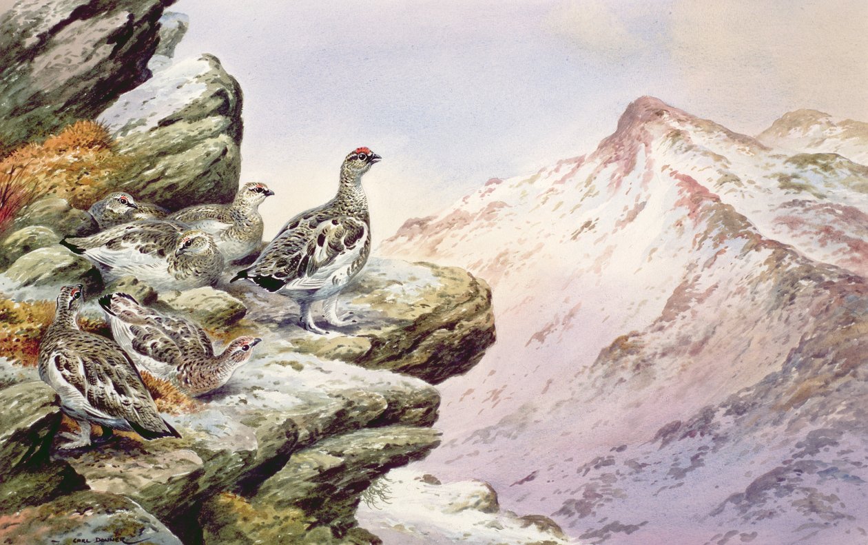 Lagopèdes des hauts sommets - Carl Donner