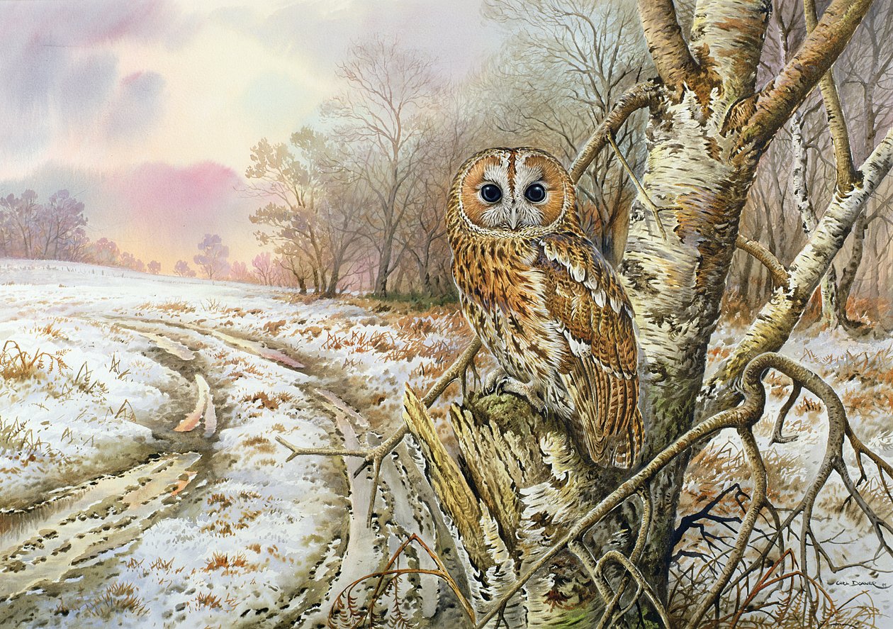 Chouette hulotte - Carl Donner