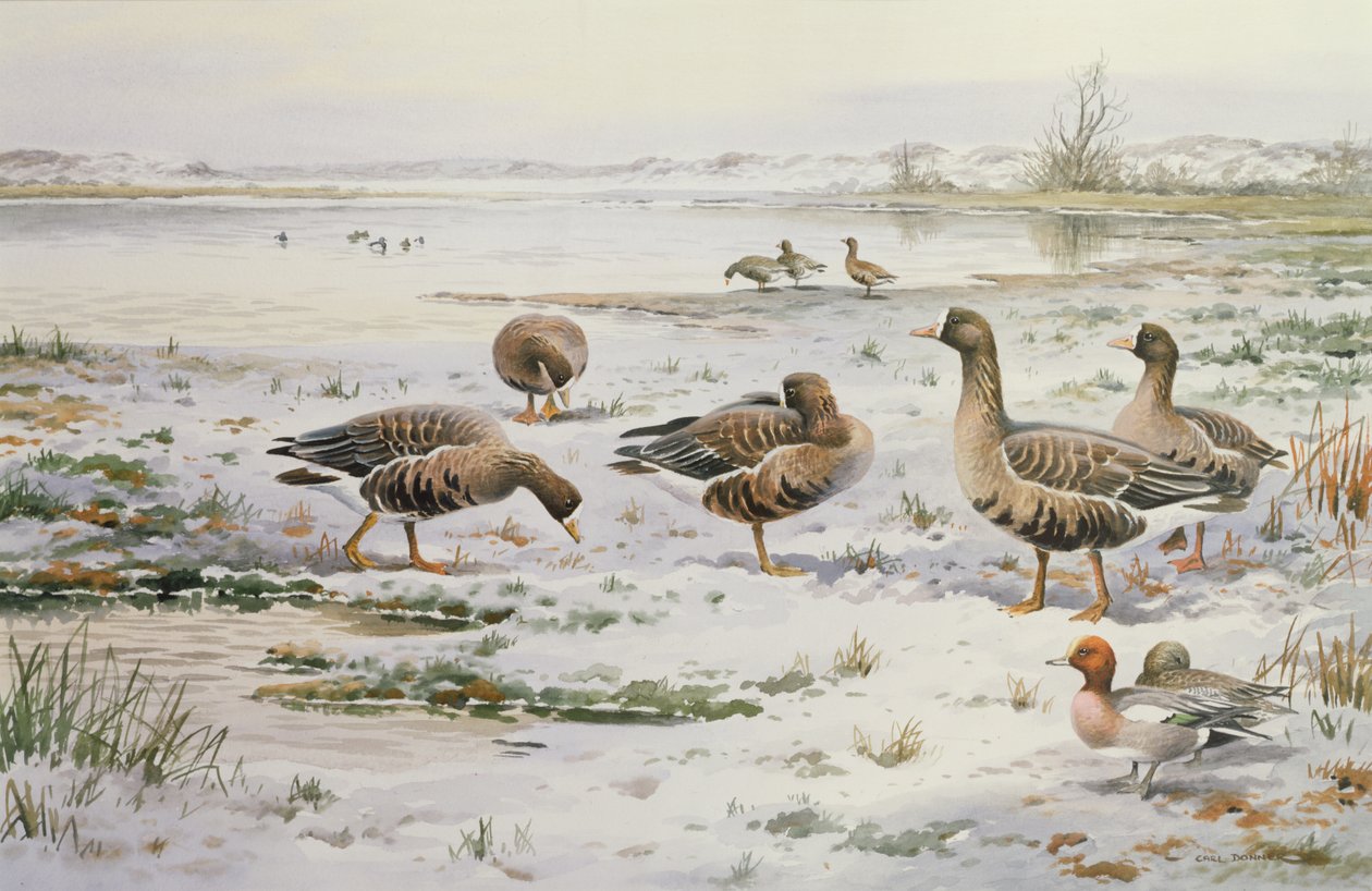 Oies à front blanc - Carl Donner
