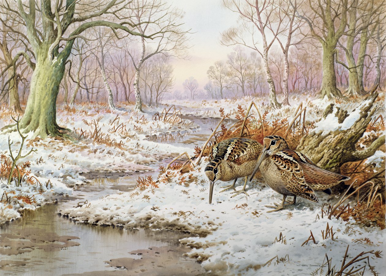 Bécasse - Carl Donner