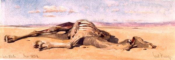 Un chameau mort - Carl Haag