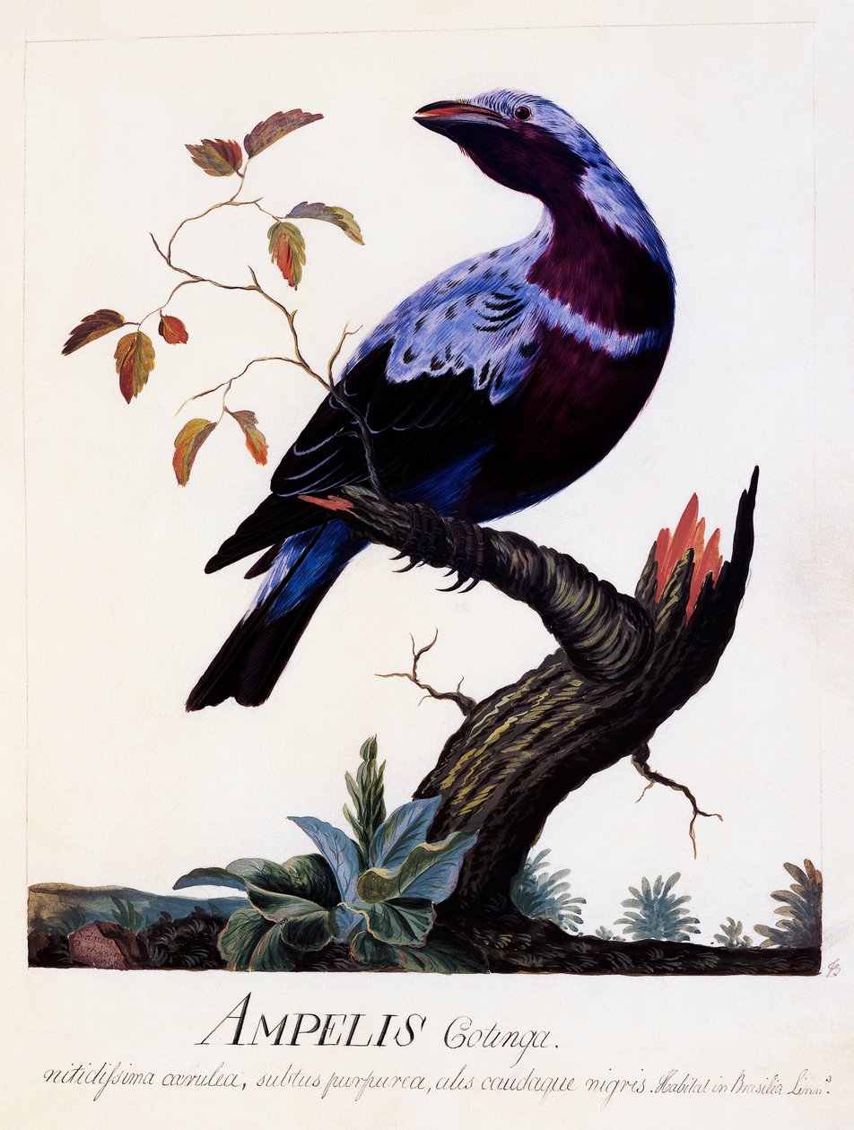 Ampelis cotinga (Cotinga cotinga), Cotinga à poitrine violette, aquarelle - Carl Linnaeus